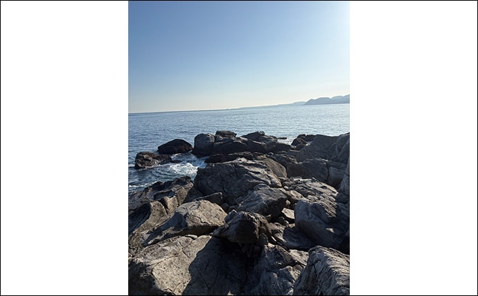 2026年の伊豆エリアの春アオリイカ【 X DAY 】を予測　磯の回遊狙いエギングが吉か