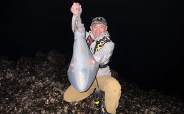 2026年の伊豆エリアの春アオリイカ【 X DAY 】を予測 磯の回遊狙いエギングが吉か