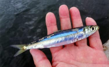 白子漁港釣り桟橋で投げサビキに挑戦【三重】単発回遊を拾ってウルメイワシ＆サッパ確保