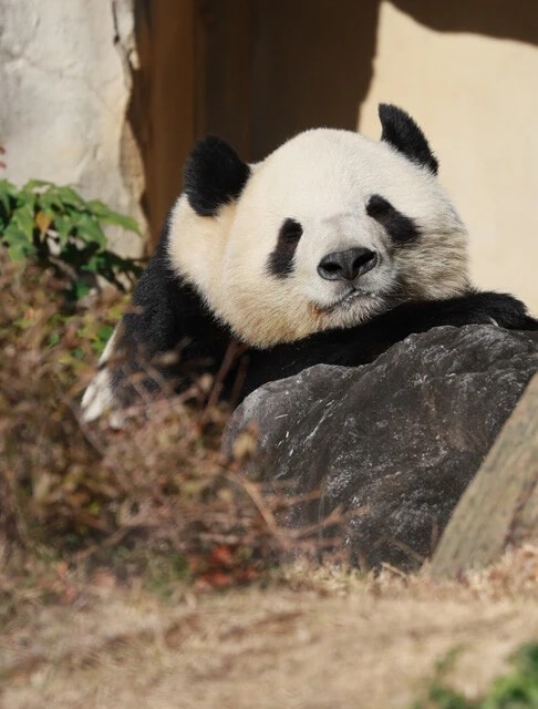 中国へ1月下旬に返還されると発表された上野動物園のパンダ「シャオシャオ」