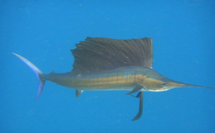 ＜アオザメ＞の驚くべき体温調節能力が明らかに　低水温の深海に潜る前に体温を上げる？