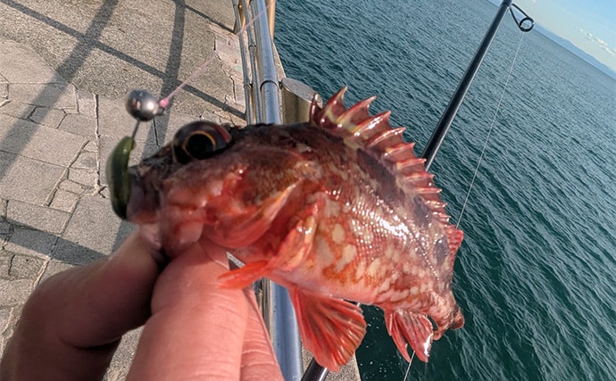 暴風＆激流の淡路島ライトゲームでガシラ30匹超えキャッチ【兵庫】25cm級も登場