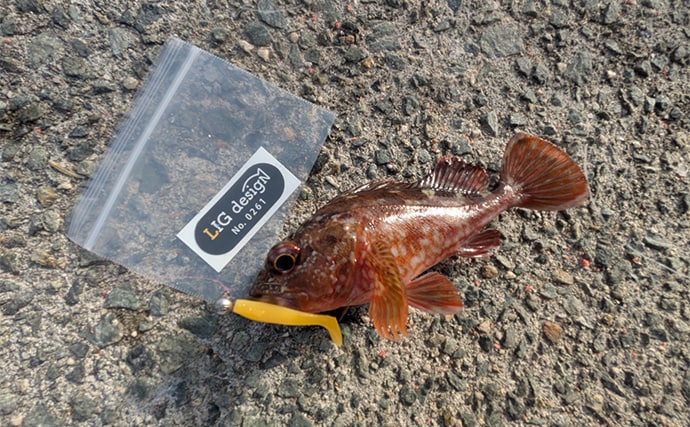 暴風＆激流の淡路島ライトゲームでガシラ30匹超えキャッチ【兵庫】25cm級も登場