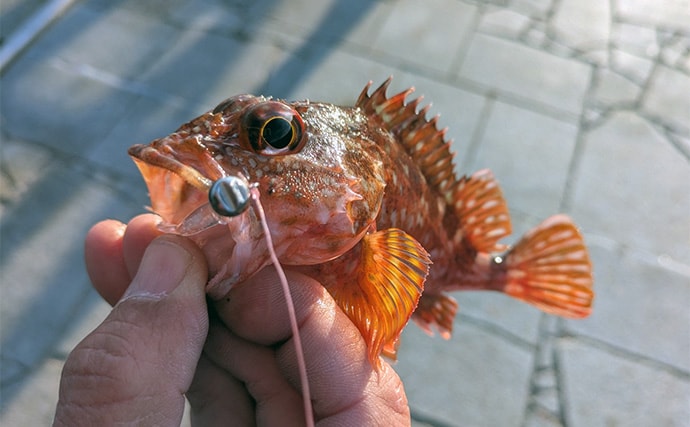 暴風＆激流の淡路島ライトゲームでガシラ30匹超えキャッチ【兵庫】25cm級も登場