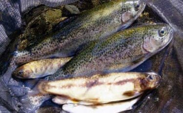 解禁2日目の渓流釣りで26cmニジマスを手中【滋賀・田村川】アマゴやイワナも登場