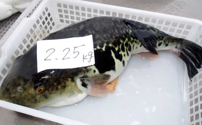 【沖釣り釣果速報】アマダイ便で良型続々！シロアマダイやイトヨリも好調（愛知・静岡）