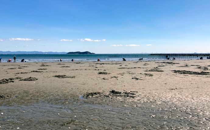 春日浦海岸での潮干狩りで本命ハマグリをゲット【愛知】掘る深さは20cmほど