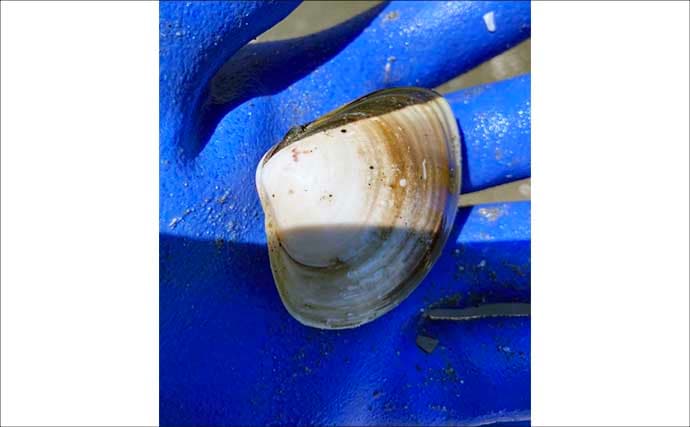 春日浦海岸での潮干狩りで本命ハマグリをゲット【愛知】掘る深さは20cmほど