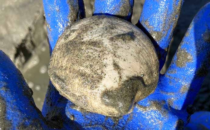 春日浦海岸での潮干狩りで本命ハマグリをゲット【愛知】掘る深さは20cmほど