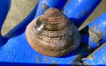 春日浦海岸での潮干狩りで本命ハマグリをゲット【愛知】掘る深さは20cmほど