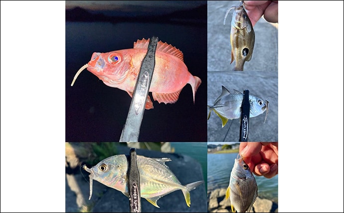 中紀エリアのライトゲームで良型メッキ連発！【和歌山】トップウォータープラグに好反応