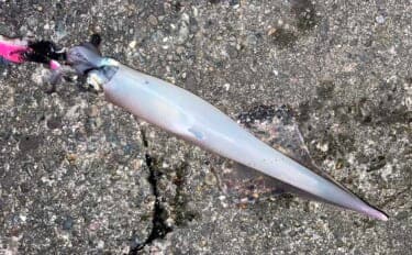 「イカ釣りでも遠投は正義か？」陸っぱりヤリイカ釣りで遠投仕掛けが的中！【福井】