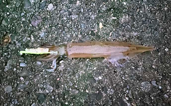 「イカ釣りでも遠投は正義か？」陸っぱりヤリイカ釣りで遠投仕掛けが的中！【福井】