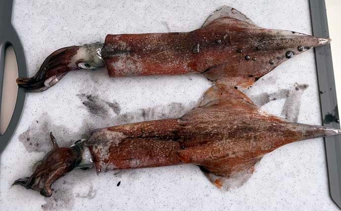 「イカ釣りでも遠投は正義か？」陸っぱりヤリイカ釣りで遠投仕掛けが的中！【福井】