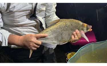 こっそり増える不気味な外来魚『ダントウボウ』 なぜ日本にいるの?