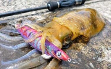 「秋イカシーズン到来!」佐多岬の実釣で学ぶ初心者向けエギング基本講座【鹿児島】