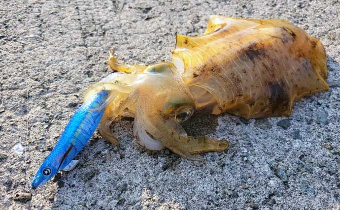 「秋イカシーズン到来!」佐多岬の実釣で学ぶ初心者向けエギング基本講座【鹿児島】