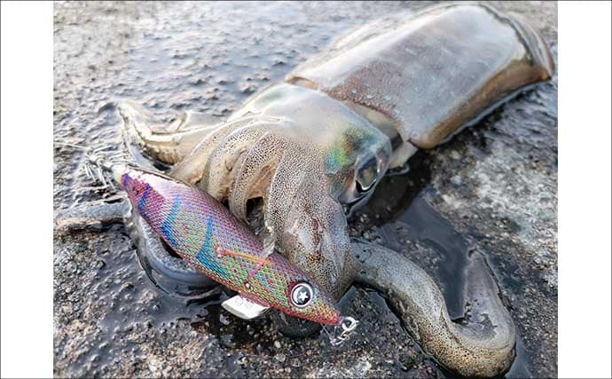 「秋イカシーズン到来!」佐多岬の実釣で学ぶ初心者向けエギング基本講座【鹿児島】