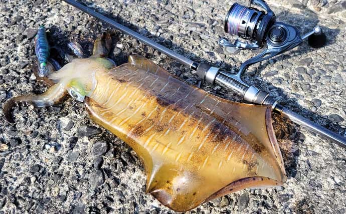 「秋イカシーズン到来!」佐多岬の実釣で学ぶ初心者向けエギング基本講座【鹿児島】