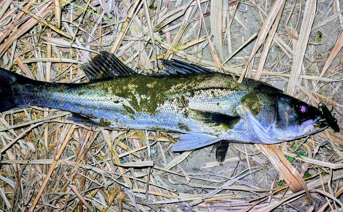 真冬のルアーシーバス釣行で50cm級が連発【千葉・養老川】バチ抜けを発見！