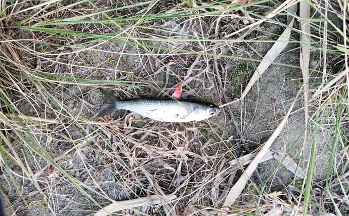 真冬のルアーシーバス釣行で50cm級が連発【千葉・養老川】バチ抜けを発見！