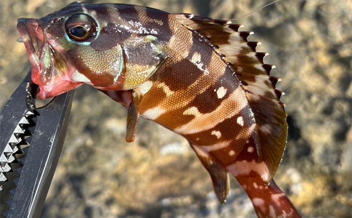 「堤防にいるほぼすべての魚がターゲット」は本当か？　話題のルアー『魚子チク』を使ってみた