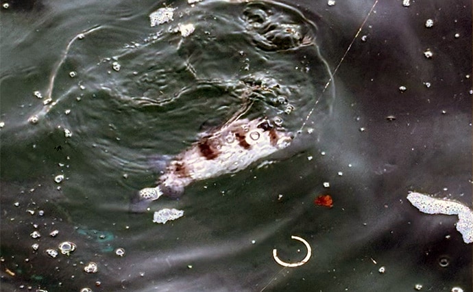 「堤防にいるほぼすべての魚がターゲット」は本当か？　話題のルアー『魚子チク』を使ってみた