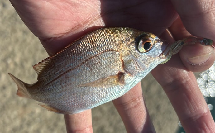 「堤防にいるほぼすべての魚がターゲット」は本当か？　話題のルアー『魚子チク』を使ってみた