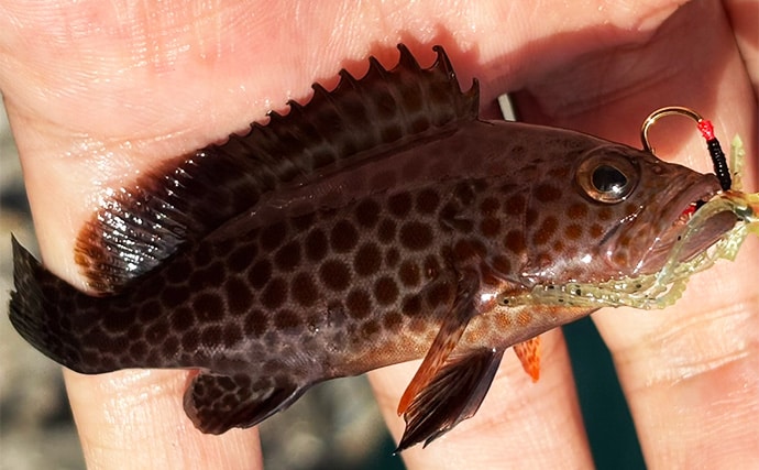 「堤防にいるほぼすべての魚がターゲット」は本当か？　話題のルアー『魚子チク』を使ってみた