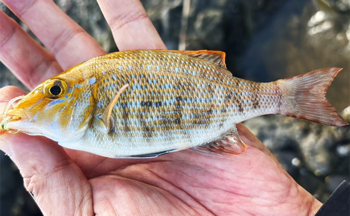 「堤防にいるほぼすべての魚がターゲット」は本当か？　話題のルアー『魚子チク』を使ってみた