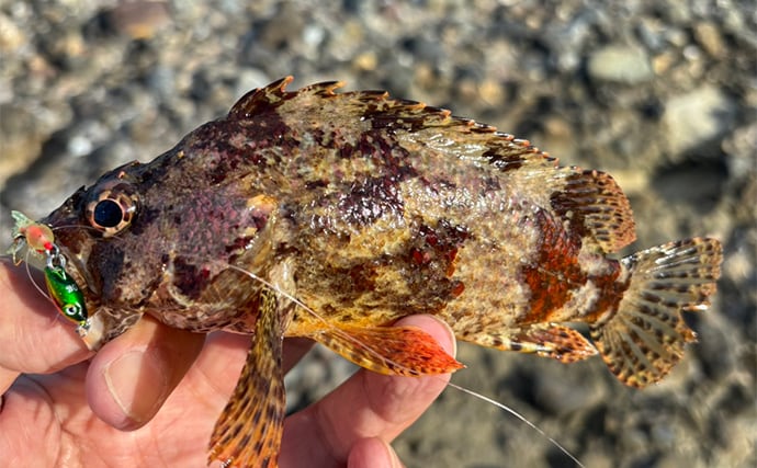 「堤防にいるほぼすべての魚がターゲット」は本当か？　話題のルアー『魚子チク』を使ってみた