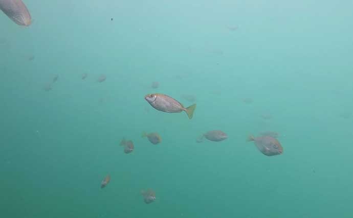 大磯港の五目釣りでクロサギやアイゴをキャッチ【神奈川】夫婦でのんびり港グルメも満喫