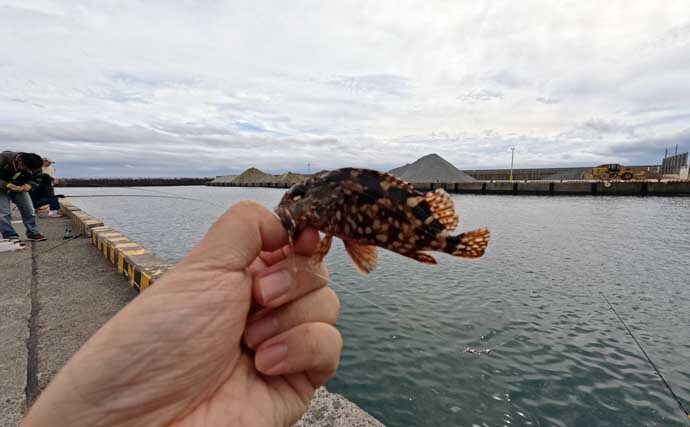 大磯港の五目釣りでクロサギやアイゴをキャッチ【神奈川】夫婦でのんびり港グルメも満喫
