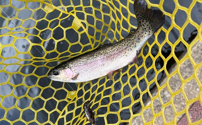 千早川マス釣り場でのエリアトラウト釣行【大阪】表層からボトムまでレンジ攻略に苦戦