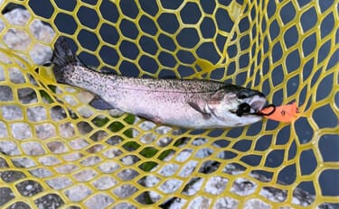 千早川マス釣り場でのエリアトラウト釣行【大阪】表層からボトムまでレンジ攻略に苦戦