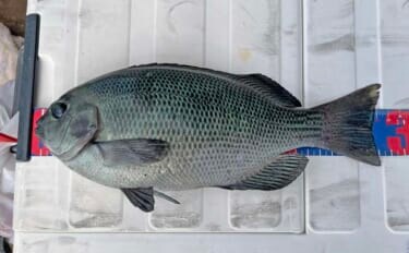 「フカセとショアジギングの二刀流釣行」秋の伊万里湾でクロ・キビレ・サゴシが好反応【長崎】