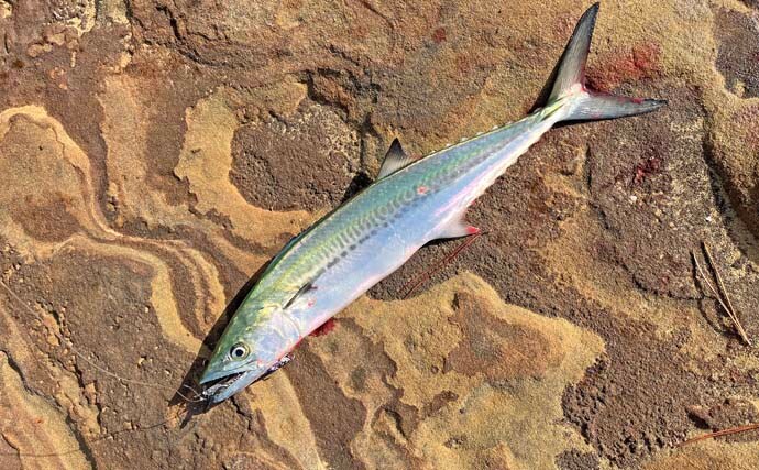 「フカセとショアジギングの二刀流釣行」秋の伊万里湾でクロ・キビレ・サゴシが好反応【長崎】