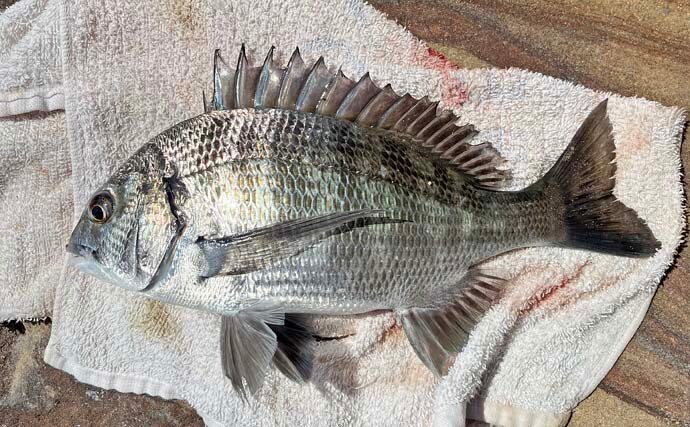 「フカセとショアジギングの二刀流釣行」秋の伊万里湾でクロ・キビレ・サゴシが好反応【長崎】