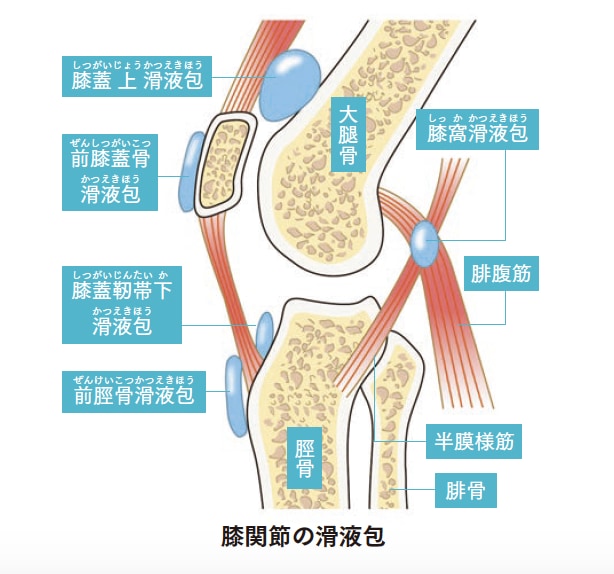 膝関節の滑液包【背骨コンディショニング】