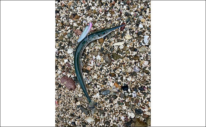 野釜島の投げ釣りで24cmのシロギスを手中【熊本】チニングでは本命不発もダツがヒット