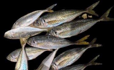 遠投アジングで25cm級アジ手中!【山口・白浜漁港】シャローフリークで沖の潮目を攻略