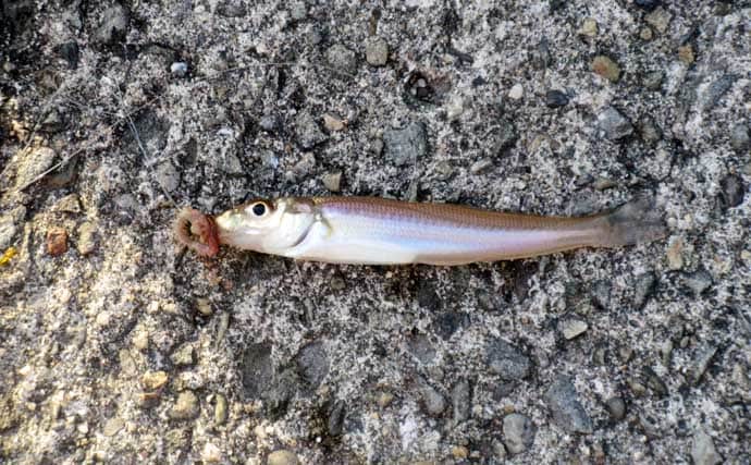 「低水温期でもキスは釣れた！」超早場の投げキス釣りで本命の動きを捉える