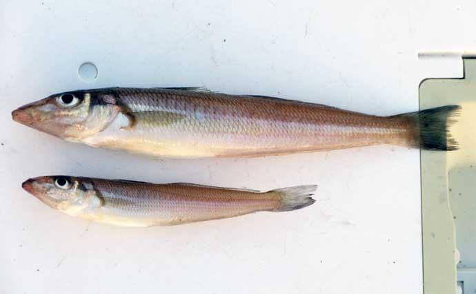 「低水温期でもキスは釣れた！」超早場の投げキス釣りで本命の動きを捉える