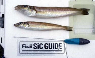 「低水温期でもキスは釣れた！」超早場の投げキス釣りで本命の動きを捉える