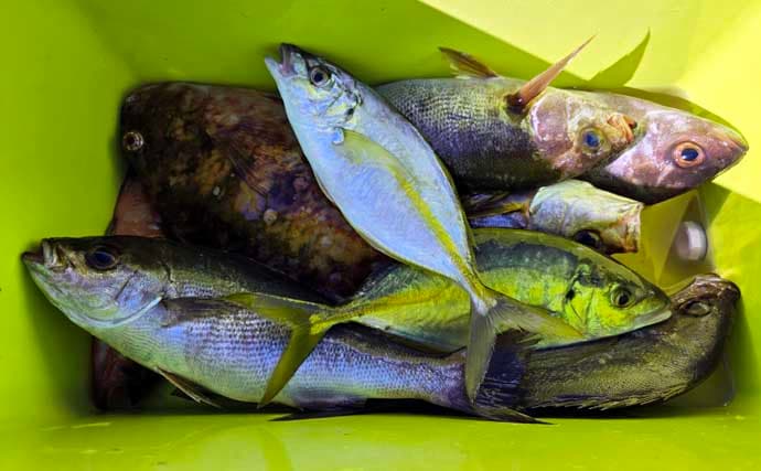 「海の中はまだ夏?」沖磯フカセ釣りでシイラにソーダカツオなど7魚種【西伊豆】