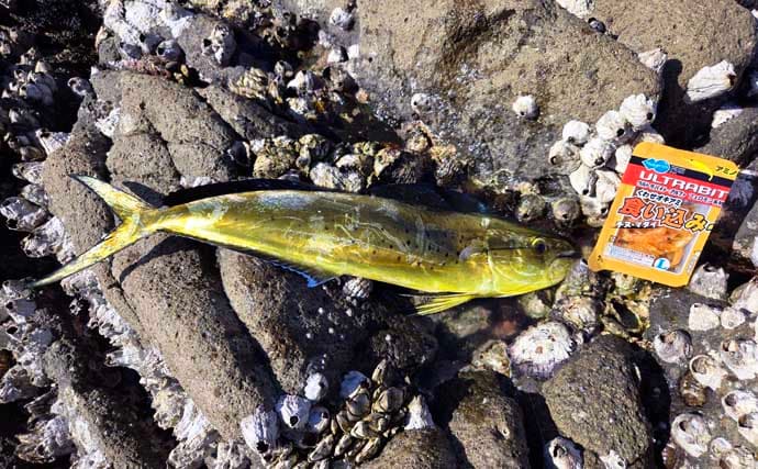 「海の中はまだ夏?」沖磯フカセ釣りでシイラにソーダカツオなど7魚種【西伊豆】