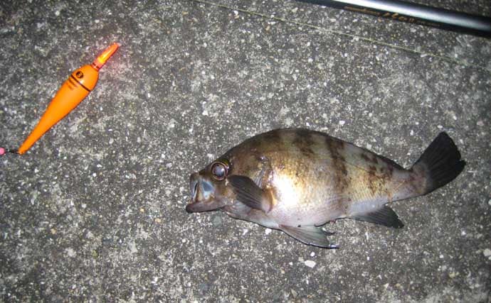 「アタリ多くて初心者にもオススメ！」 電気ウキで狙う波止メバル釣り入門解説