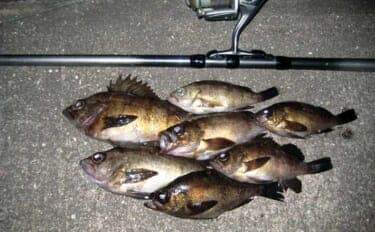 「アタリ多くて初心者にもオススメ！」 電気ウキで狙う波止メバル釣り入門解説