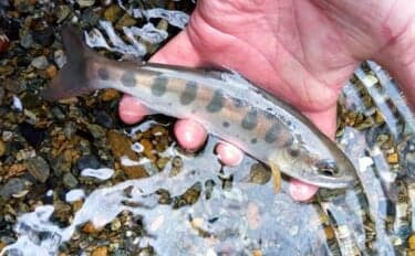 「4月以降はヤマメの穴場釣り場に！」渓流釣りイチオシ河川：神流川