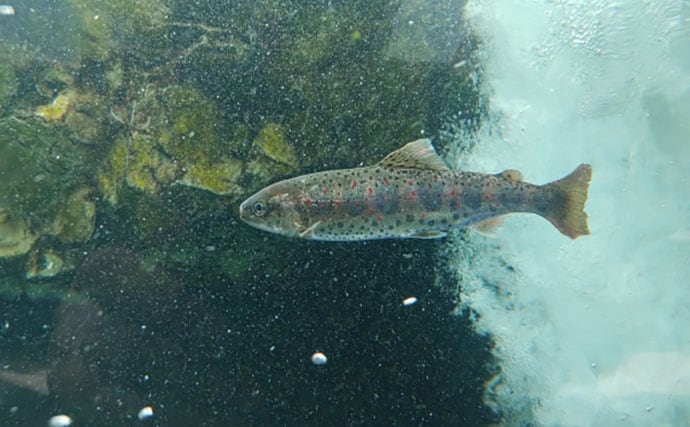 渓流魚をむやみに大量キープしない方が良い理由　学ぶべきルールとモラルとは？